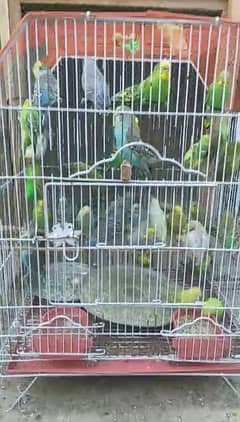 20 pairs of Australian Parrots