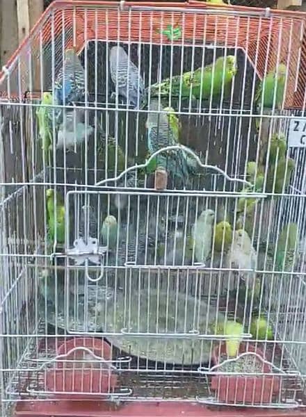 20 pairs of Australian Parrots 1