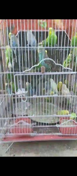 20 pairs of Australian Parrots 3