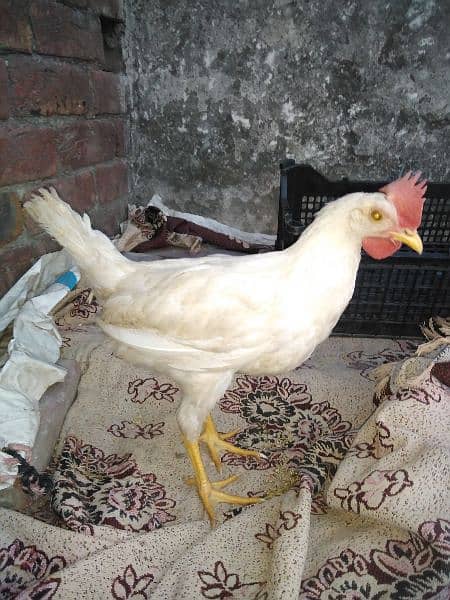 it's male and female per pice 700 only white layer hen 0