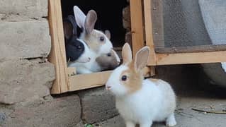 4 Rabbits For Sale