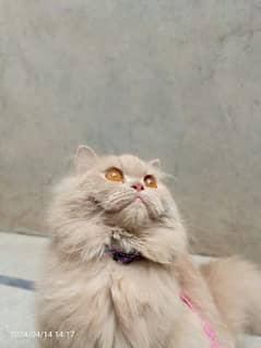 persian cat urgently sale