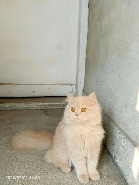 persian cat urgently sale 2