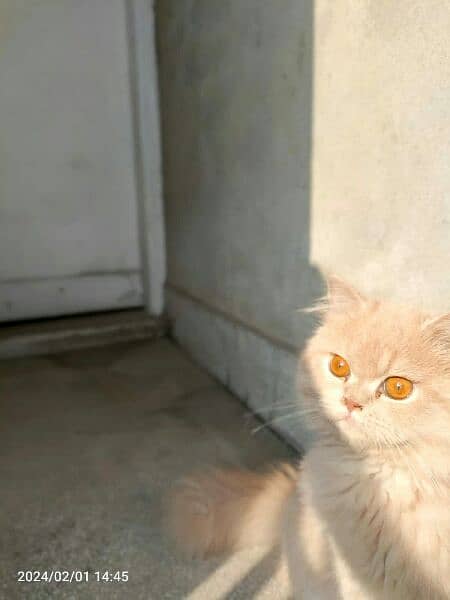 persian cat urgently sale 4