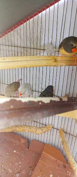 finches 2