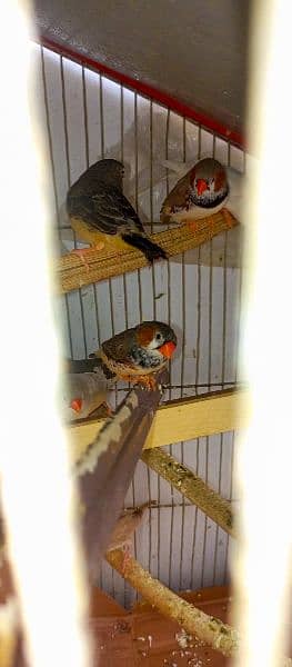 finches 4