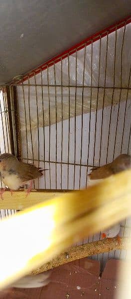 finches 8