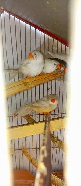 finches 9