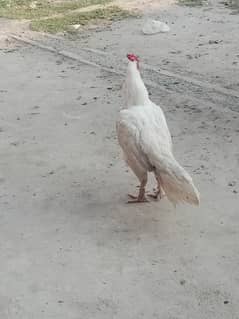 White madiya rooster