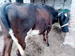 Freezian Cross Cow For Sale