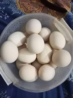 Heavy Buff non fertile Eggs