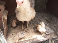 Aseel chicks ( read description )