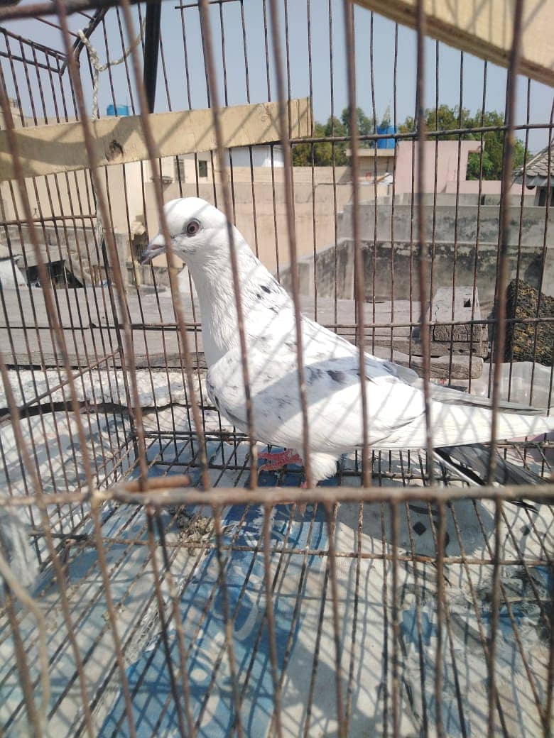 White pair for sale 2