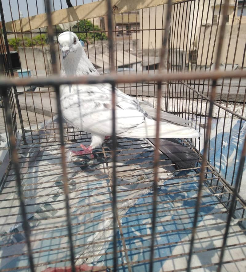 White pair for sale 4