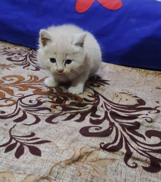 Withe Persian Kitten 1