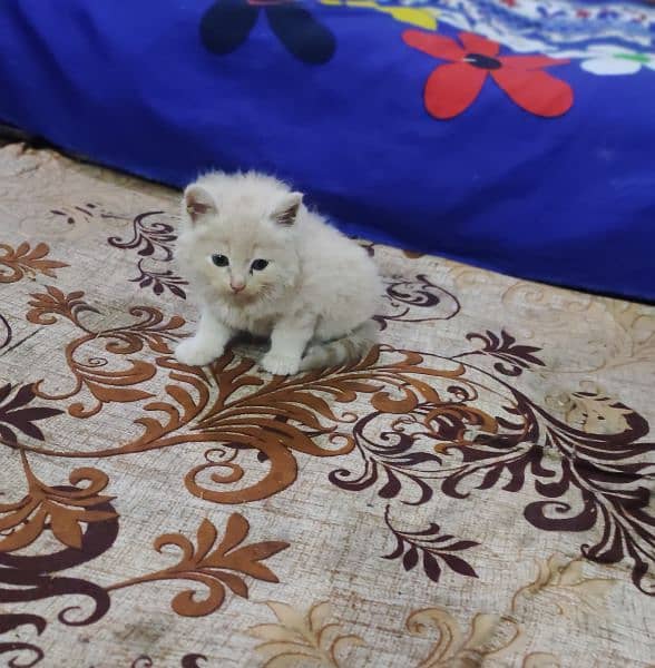 Withe Persian Kitten 2