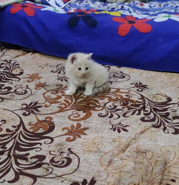 Withe Persian Kitten 3