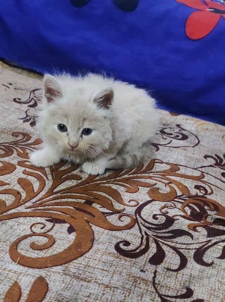 Withe Persian Kitten 4