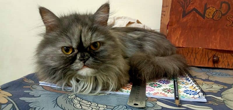 Persian Female Cat 1