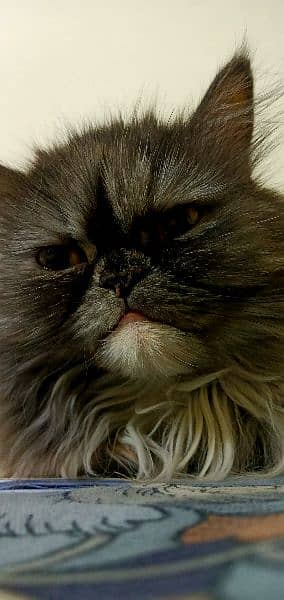 Persian Female Cat 2