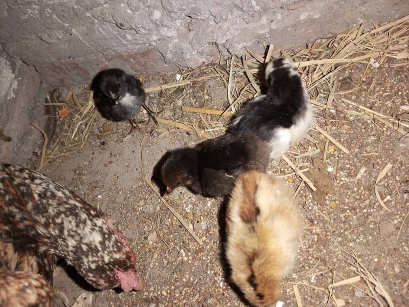 Urgent Aseel Chick's for sale 1