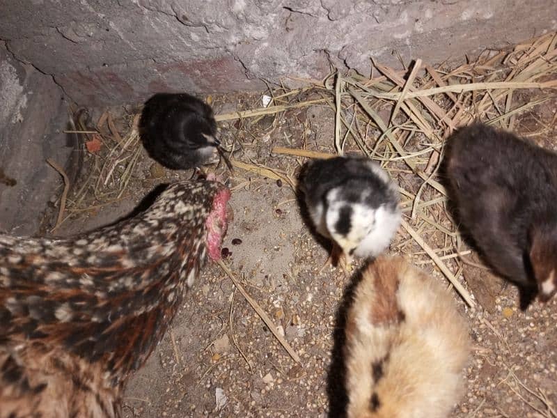 Urgent Aseel Chick's for sale 2