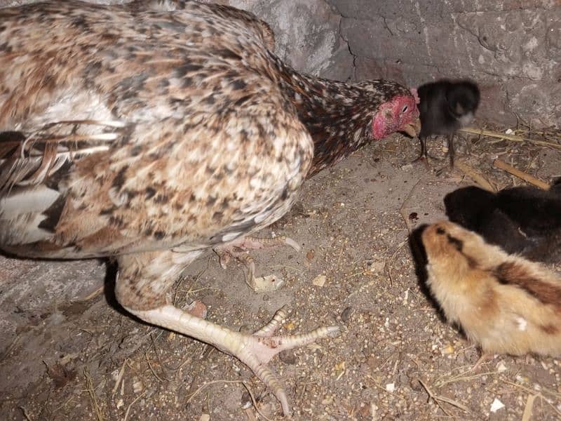 Urgent Aseel Chick's for sale 3