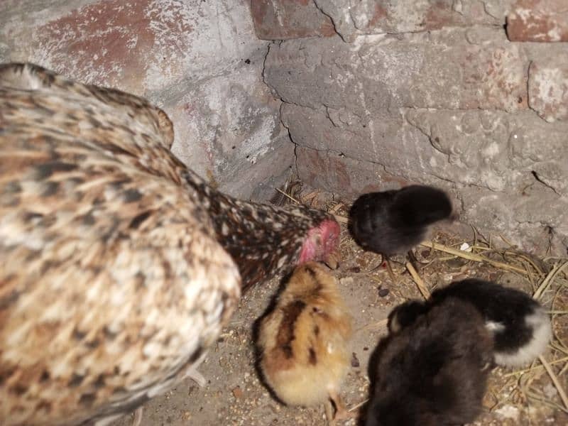 Urgent Aseel Chick's for sale 4