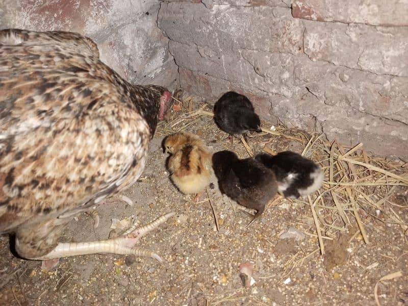 Urgent Aseel Chick's for sale 5