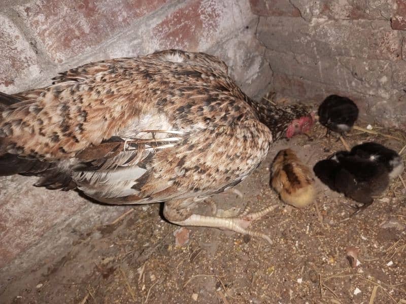Urgent Aseel Chick's for sale 6