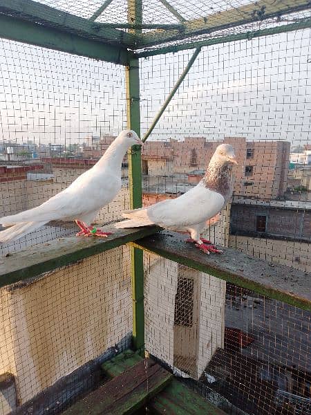 pair for sale urgent achy parwazi birds 0