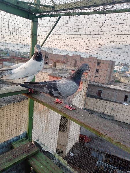 pair for sale urgent achy parwazi birds 1