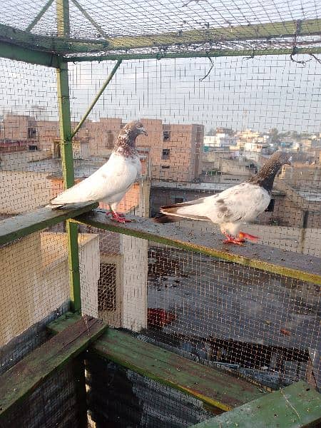 pair for sale urgent achy parwazi birds 2