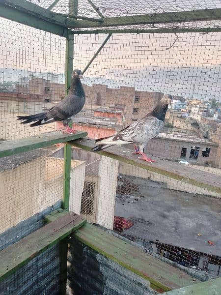 pair for sale urgent achy parwazi birds 3