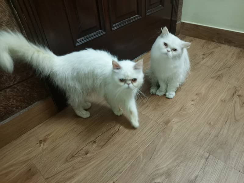 Peke Persian Cat( Pair) / Female Kitten 0