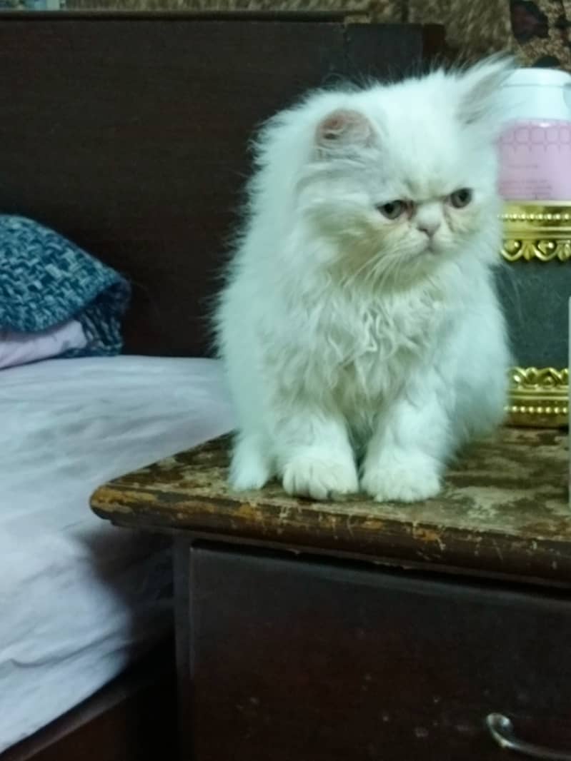 Peke Persian Cat( Pair) / Female Kitten 5