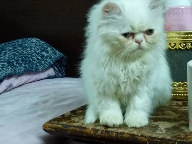 Peke Persian Cat( Pair) / Female Kitten 6