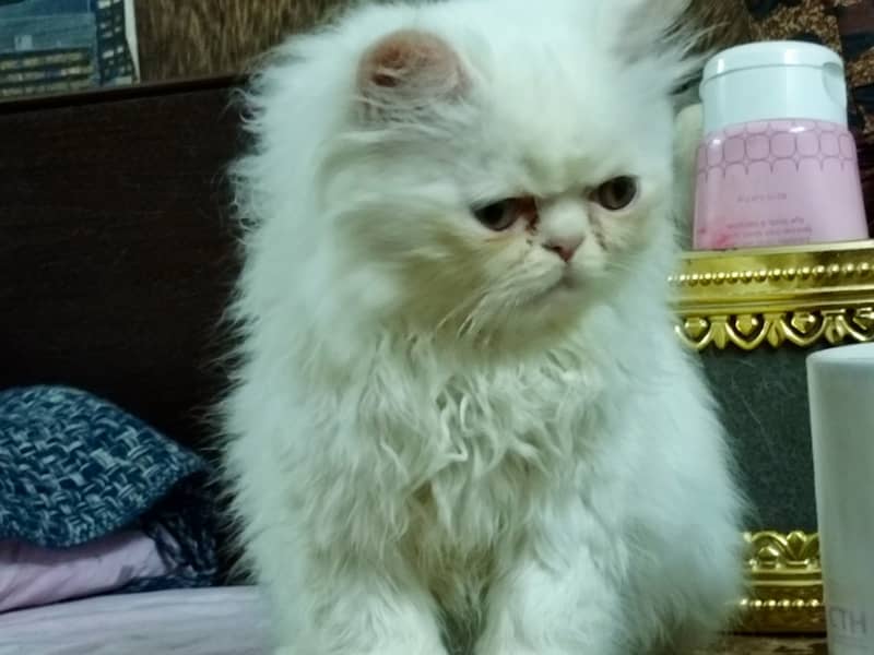 Peke Persian Cat( Pair) / Female Kitten 7