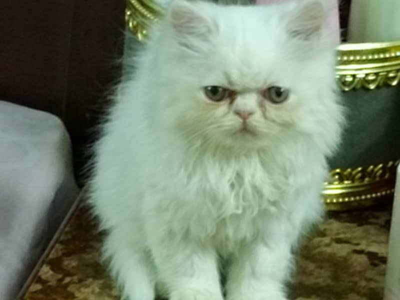 Peke Persian Cat( Pair) / Female Kitten 8