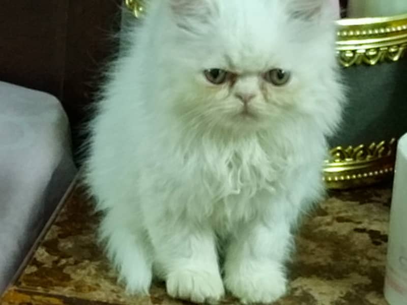 Peke Persian Cat( Pair) / Female Kitten 9