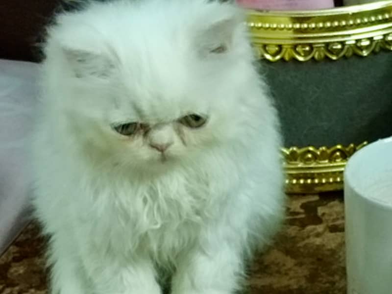 Peke Persian Cat( Pair) / Female Kitten 11