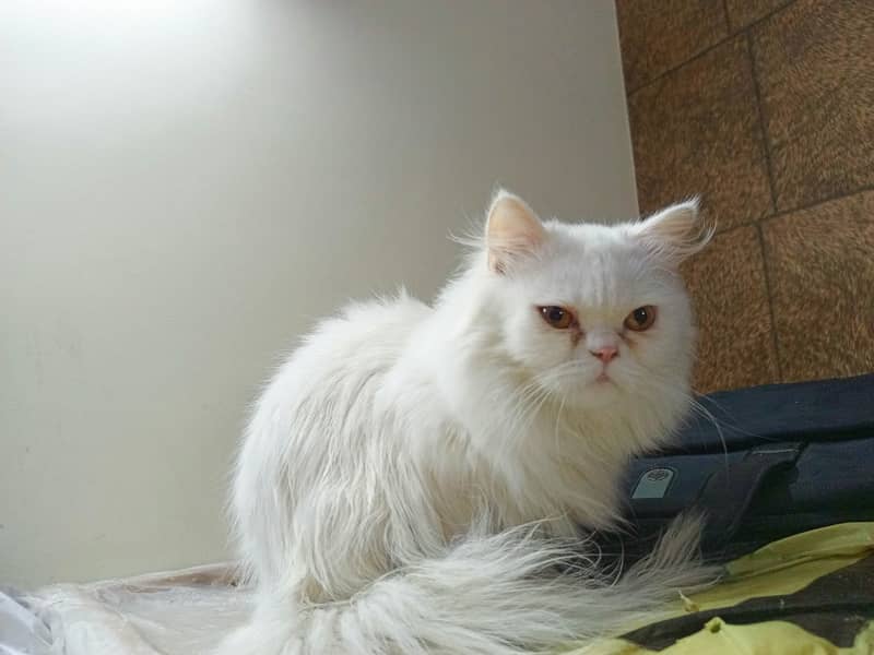 Peke Persian Cat( Pair) / Female Kitten 14