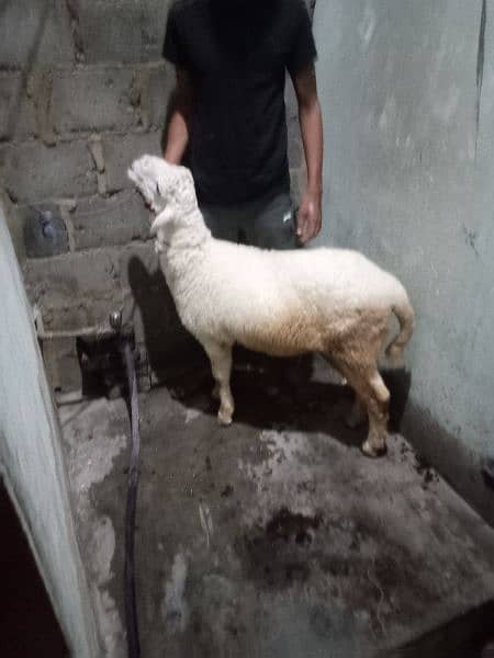 sheep for sale healthy n activ hai sab Kuch khata hai mashallha 0