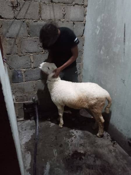 sheep for sale healthy n activ hai sab Kuch khata hai mashallha 1