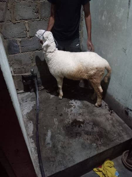sheep for sale healthy n activ hai sab Kuch khata hai mashallha 2