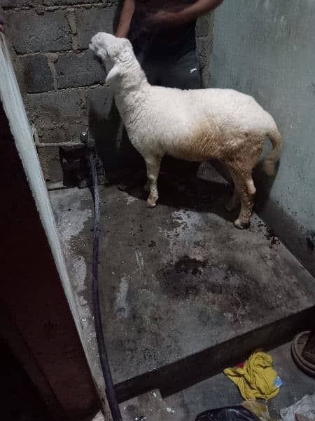 sheep for sale healthy n activ hai sab Kuch khata hai mashallha 3