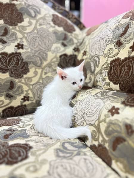 Persian kittens Double coated 0