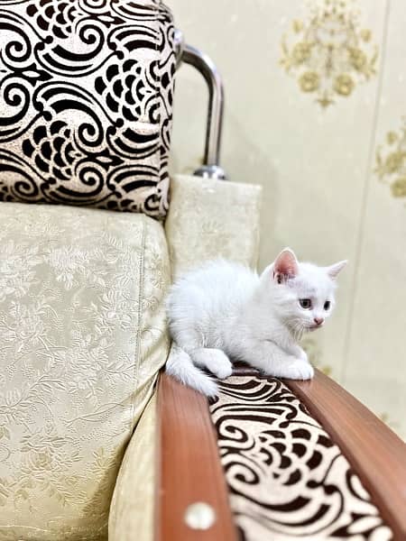 Persian kittens Double coated 3