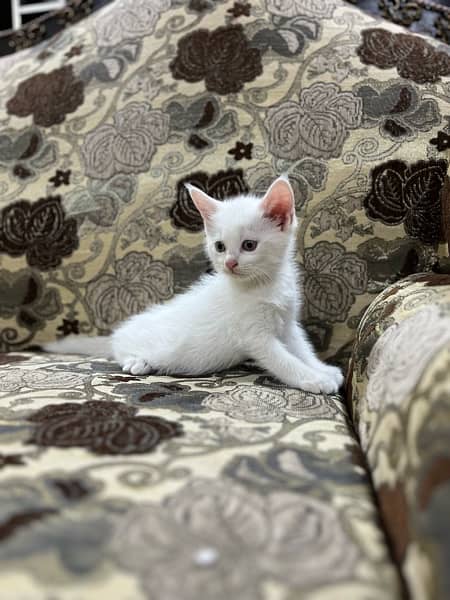 Persian kittens Double coated 6
