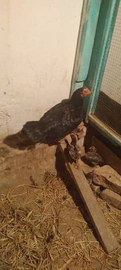 Black Aseel hen with 6 puer Desi chicks